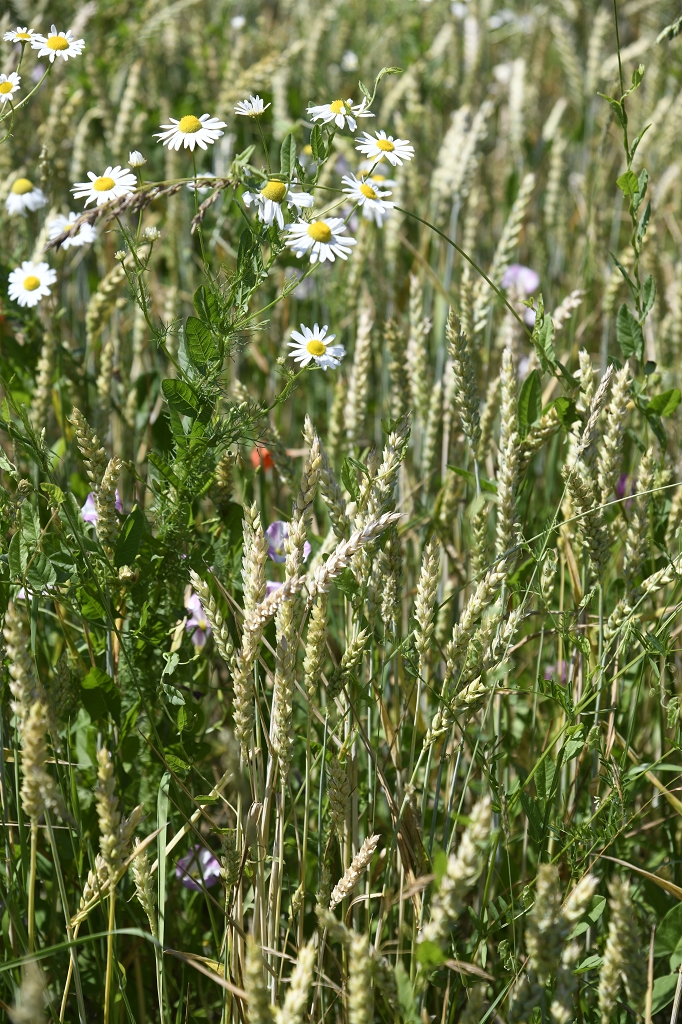 Pfarrnachrichten 19.07. – 02.08.